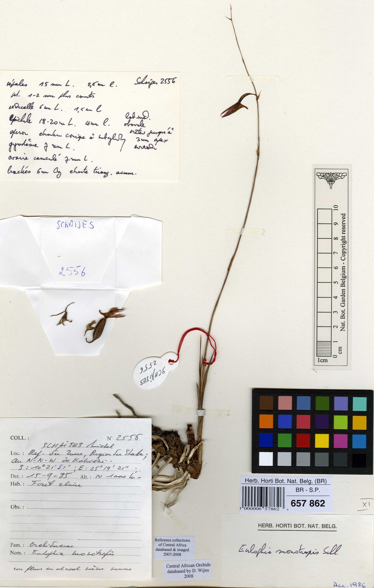 Eulophia monotropis — houseplant care guide