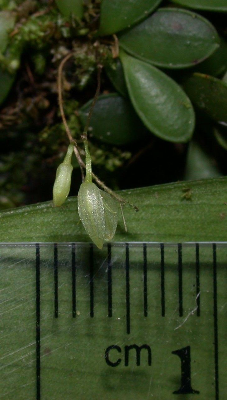 Specklinia lugduno-batavae fruit