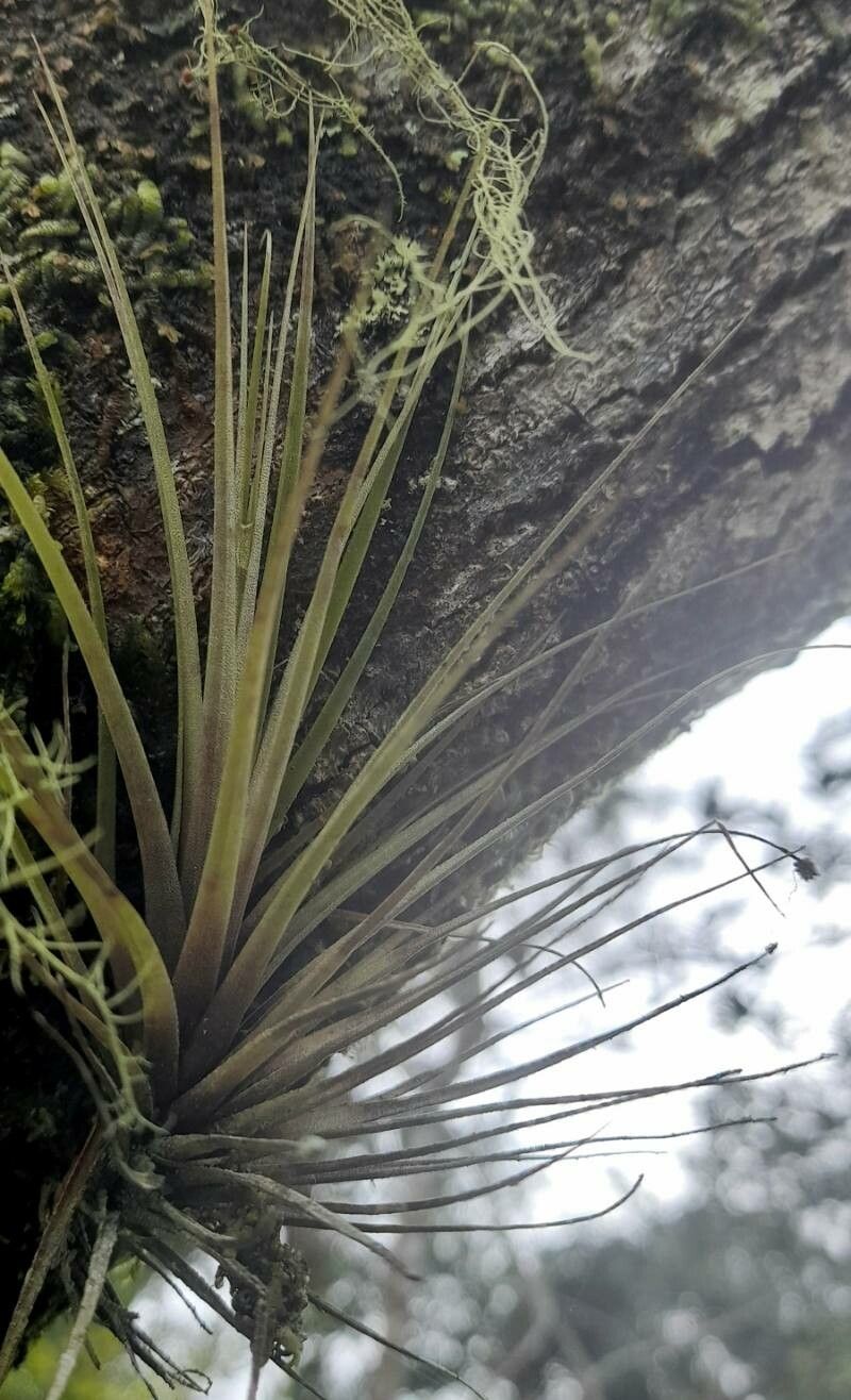 Tillandsia tenuifolia — search result for 'Jamaica'