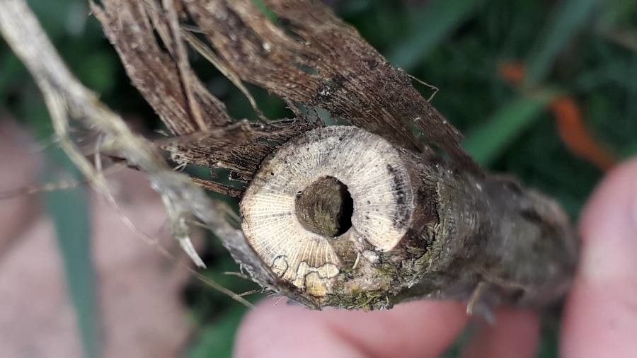Erythrina falcata bark