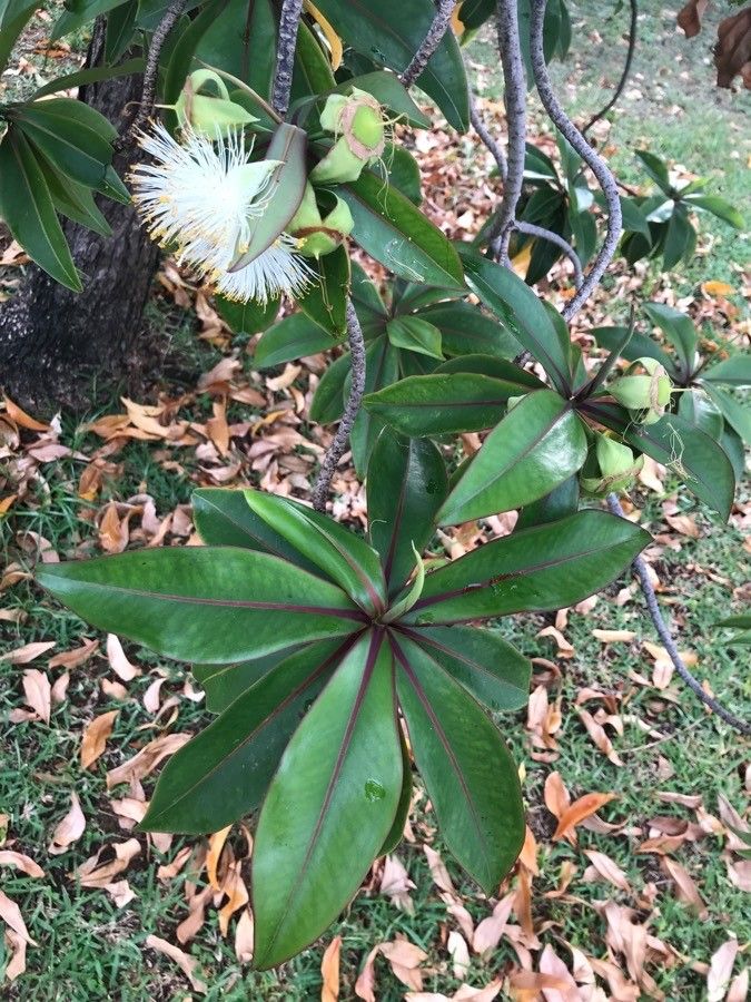 Foetidia mauritiana — houseplant care guide