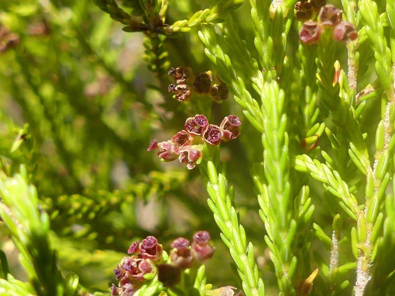Erica comorensis flower
