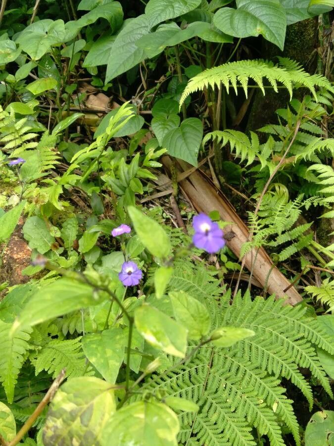 Browallia americana flower