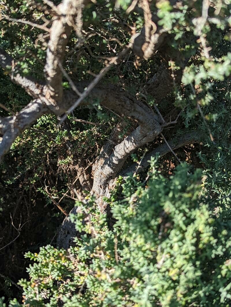 Maireana pyramidata bark