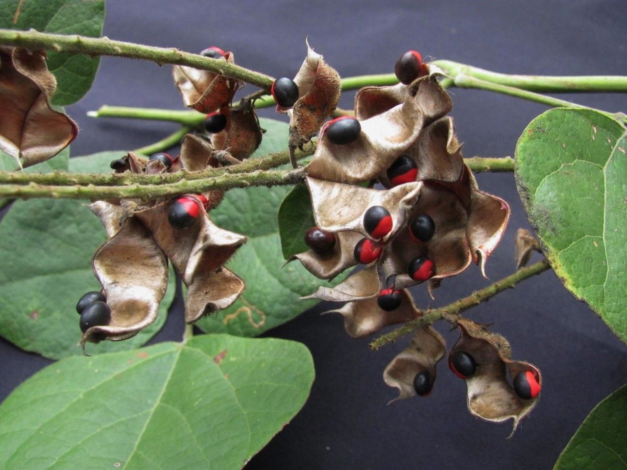 Rhynchosia quercetorum fruit