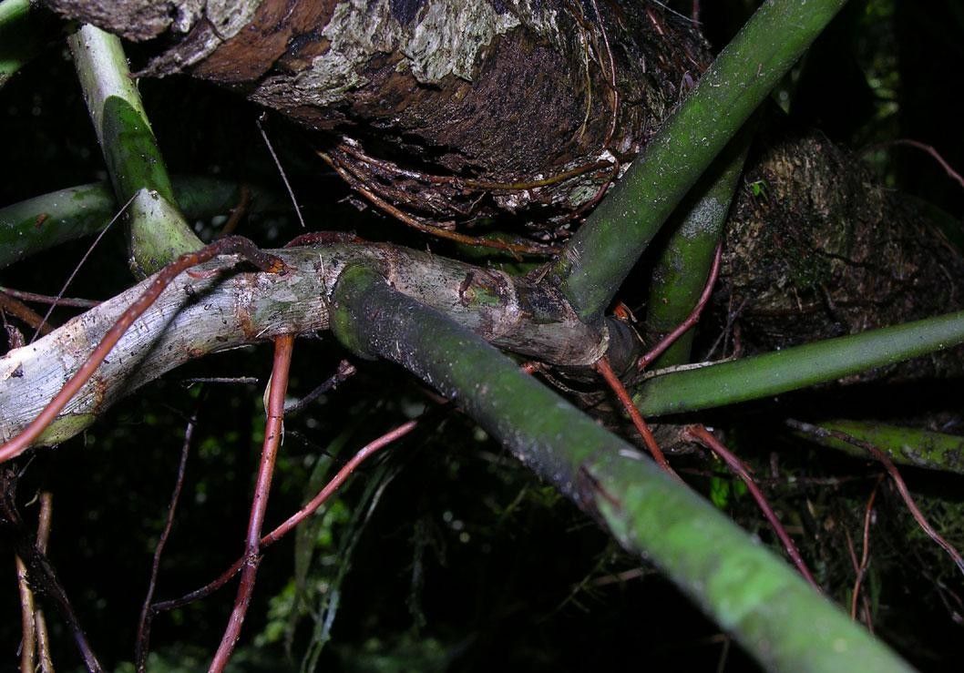 Philodendron aromaticum bark