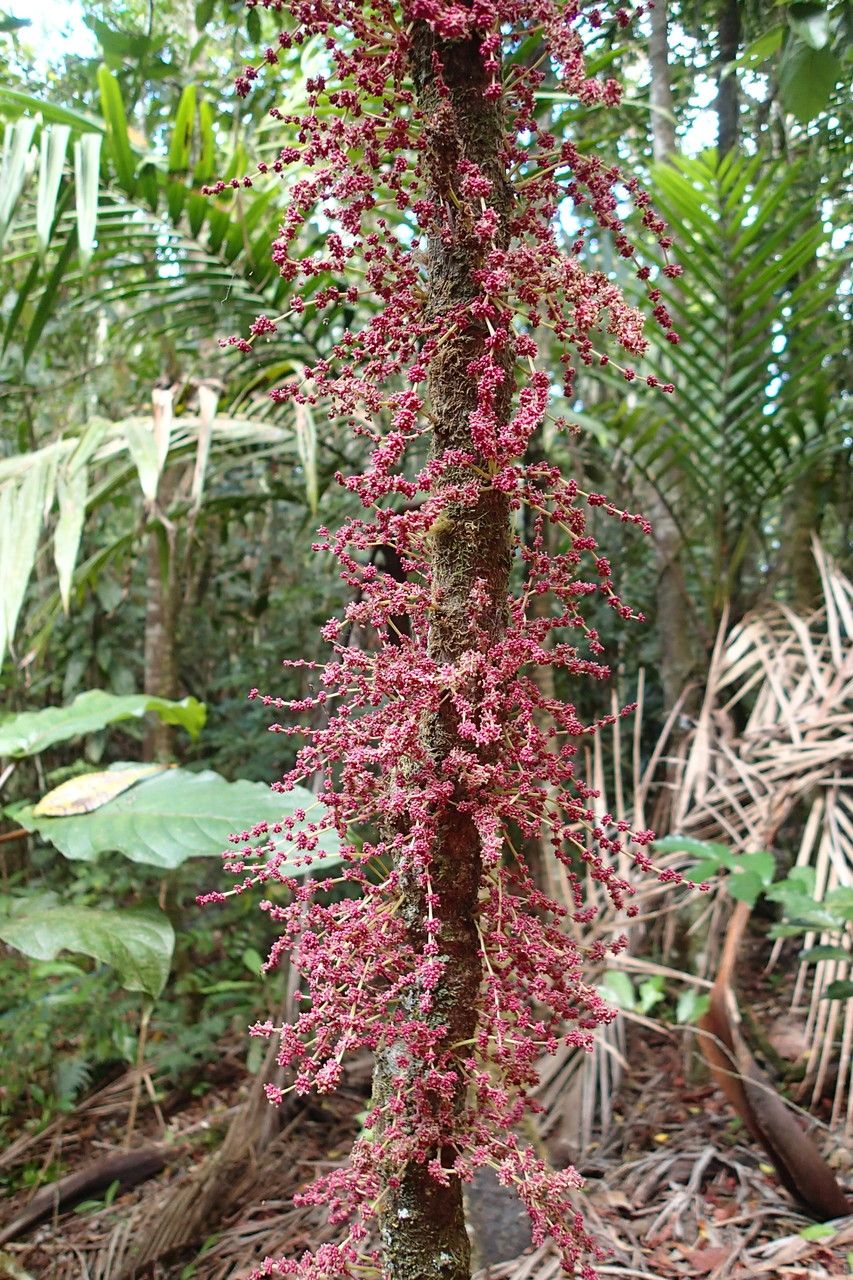 Bocquillonia lucidula — houseplant care guide