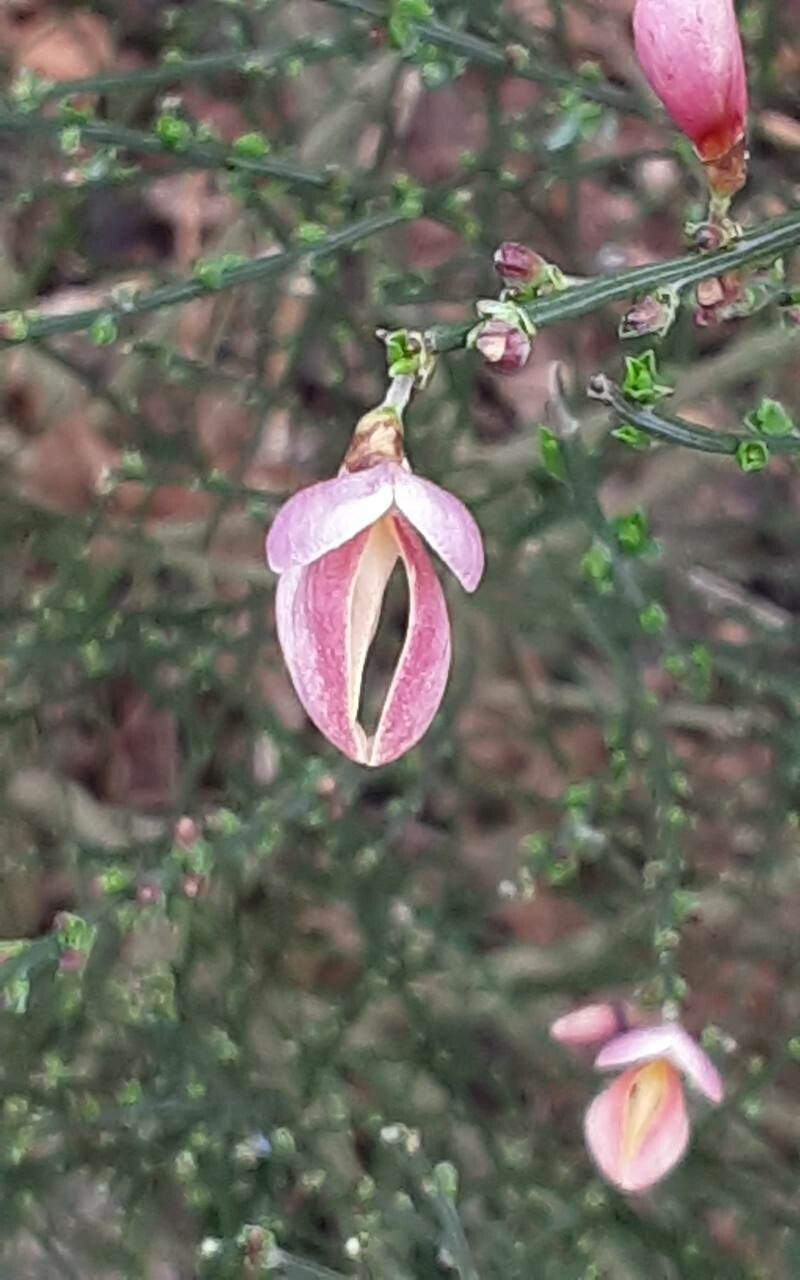 Cytisus × praecox flower