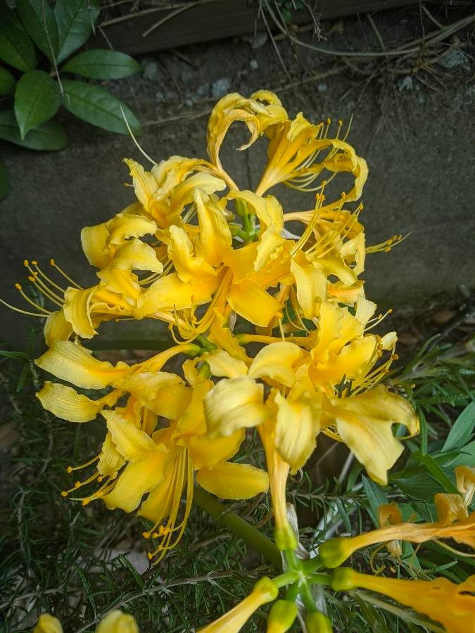 Lycoris aurea flower