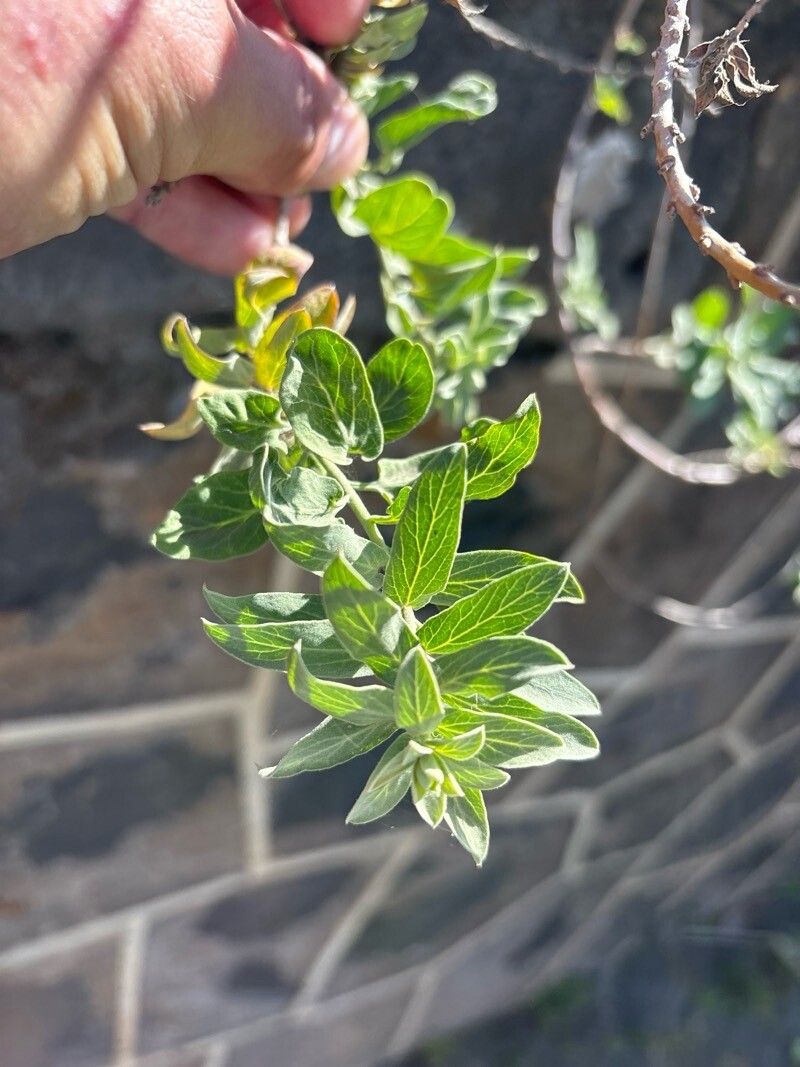 Convolvulus fruticulosus — search result for 'Convolvulus'