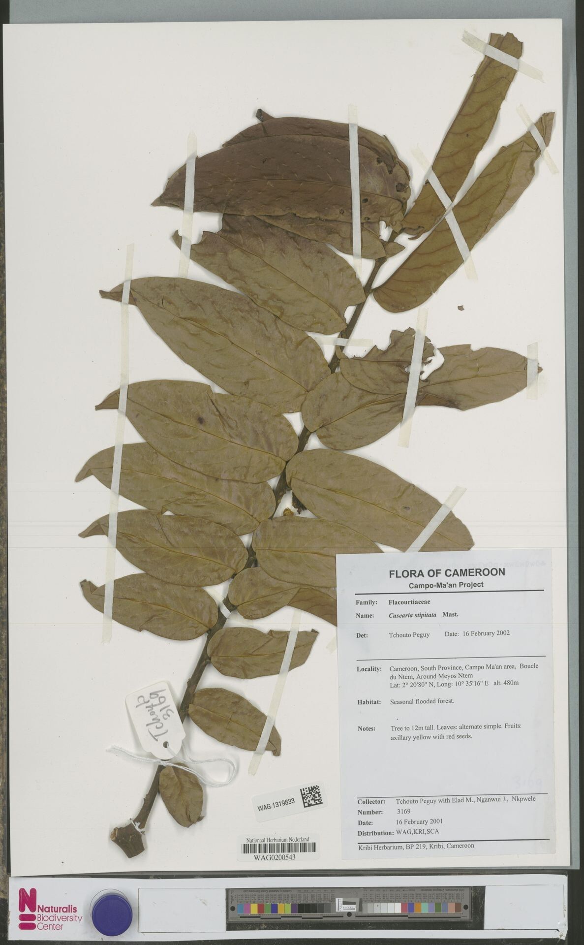 Casearia stipitata other