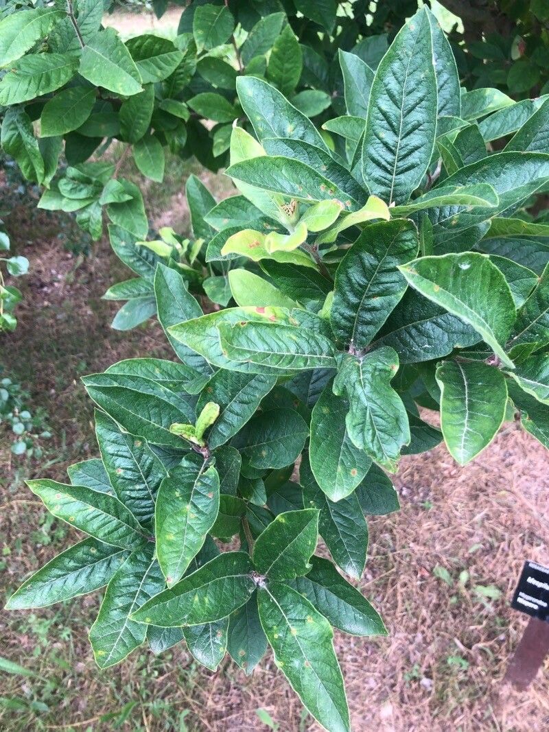 Mespilus germanica leaf