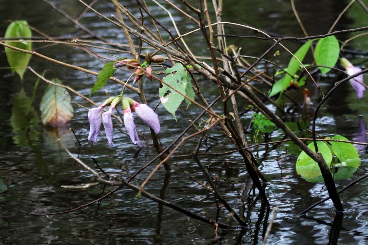 Clitoria amazonum flower