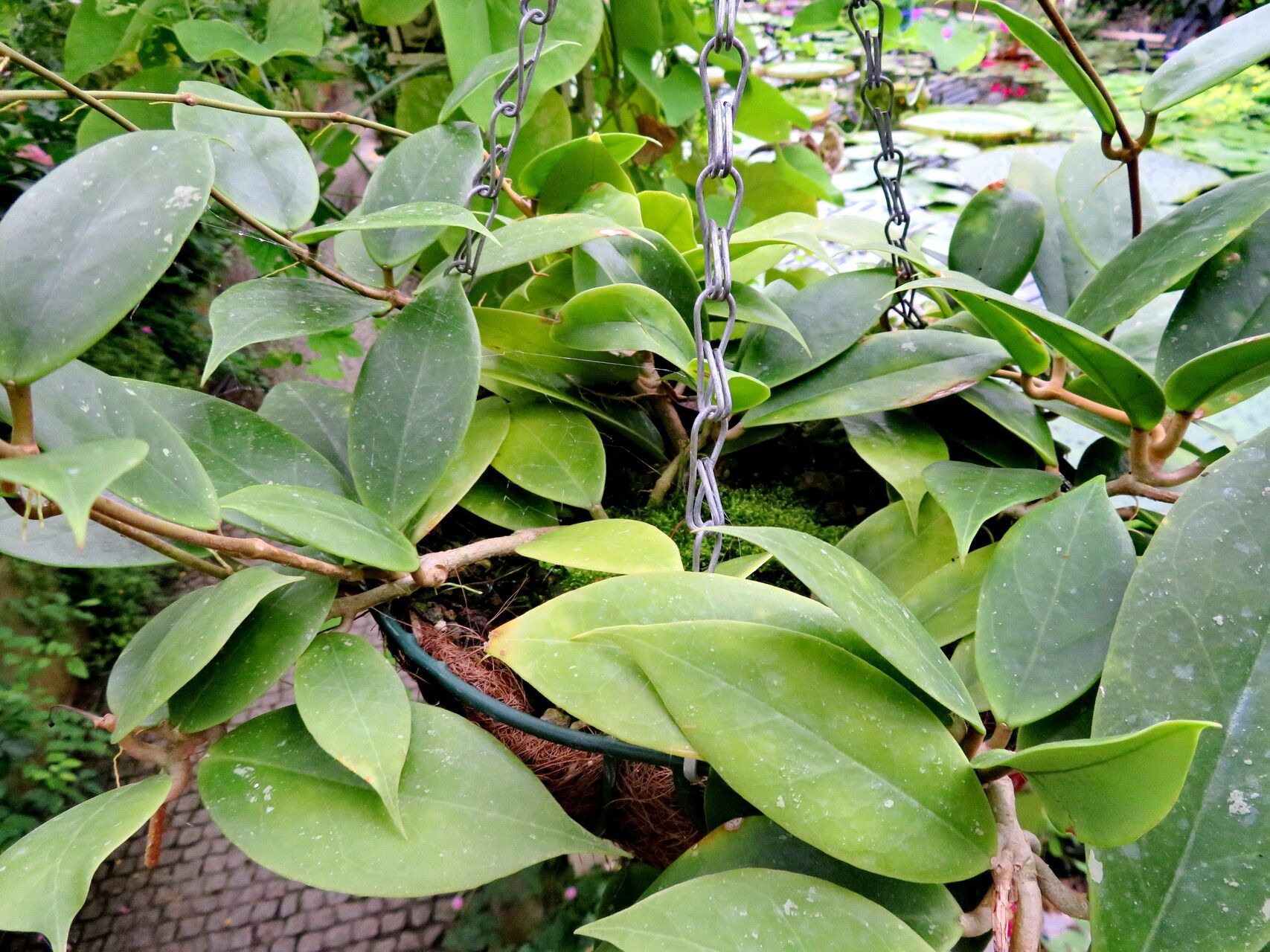 Hoya coriacea — search result for 'Hoya'