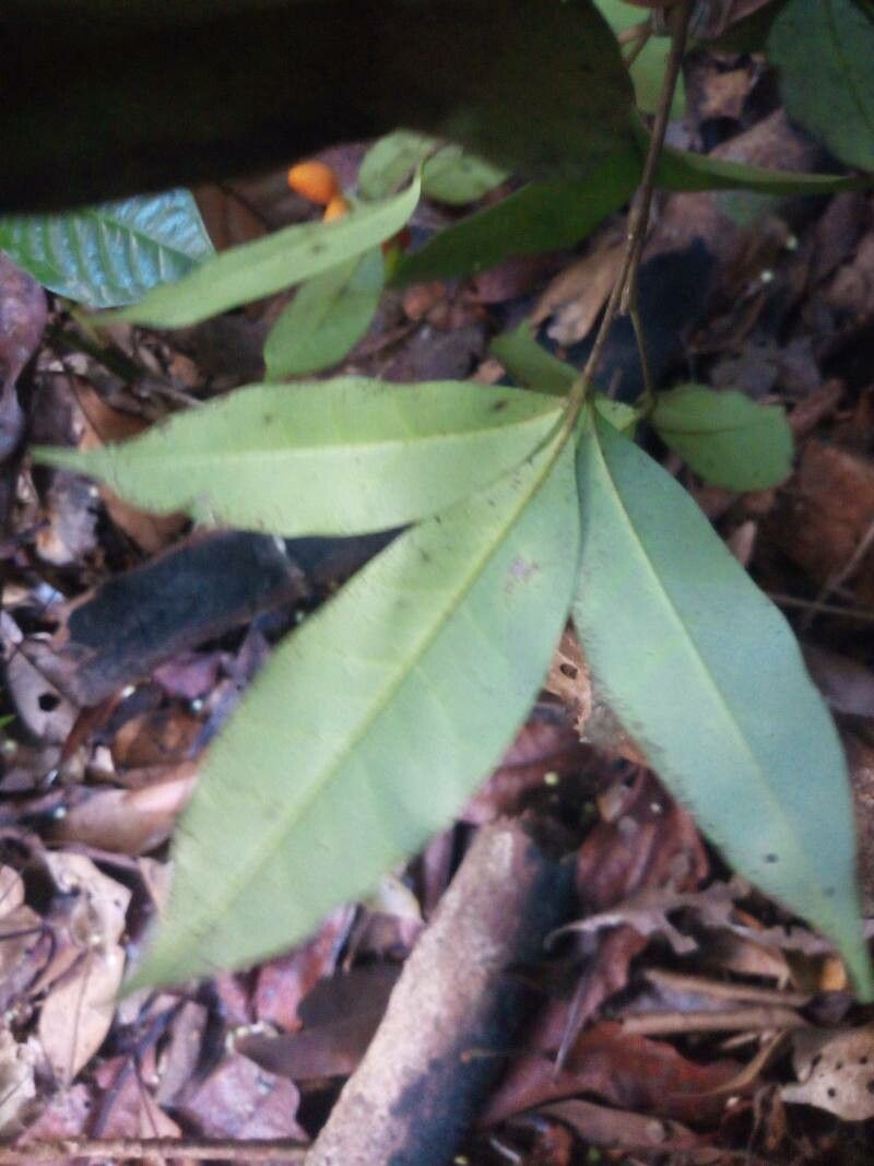 Simaba guianensis leaf