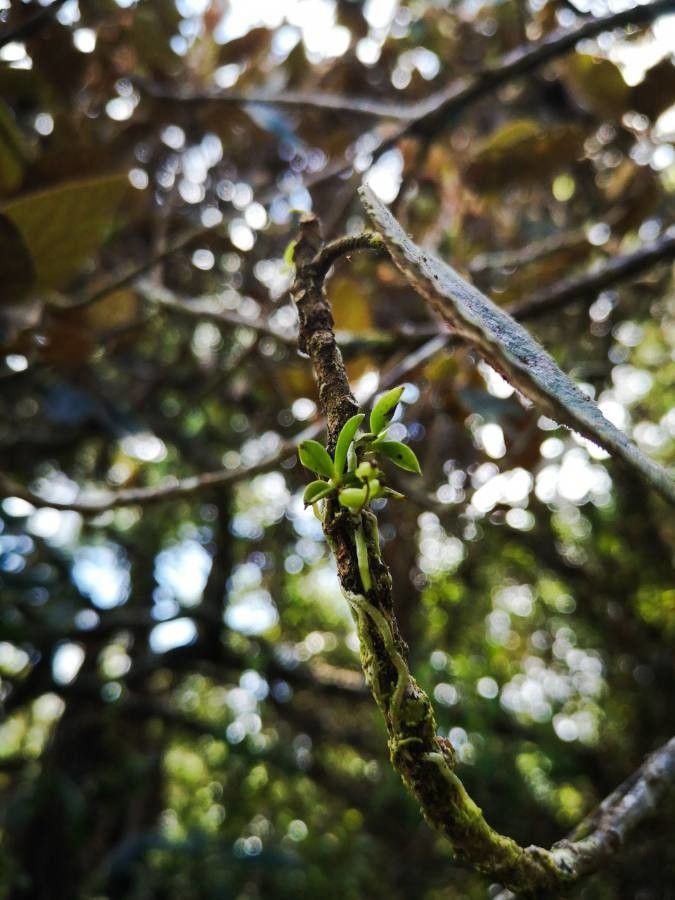 Angraecum tenellum leaf