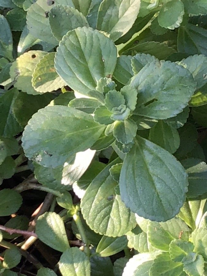 Plectranthus neochilus leaf