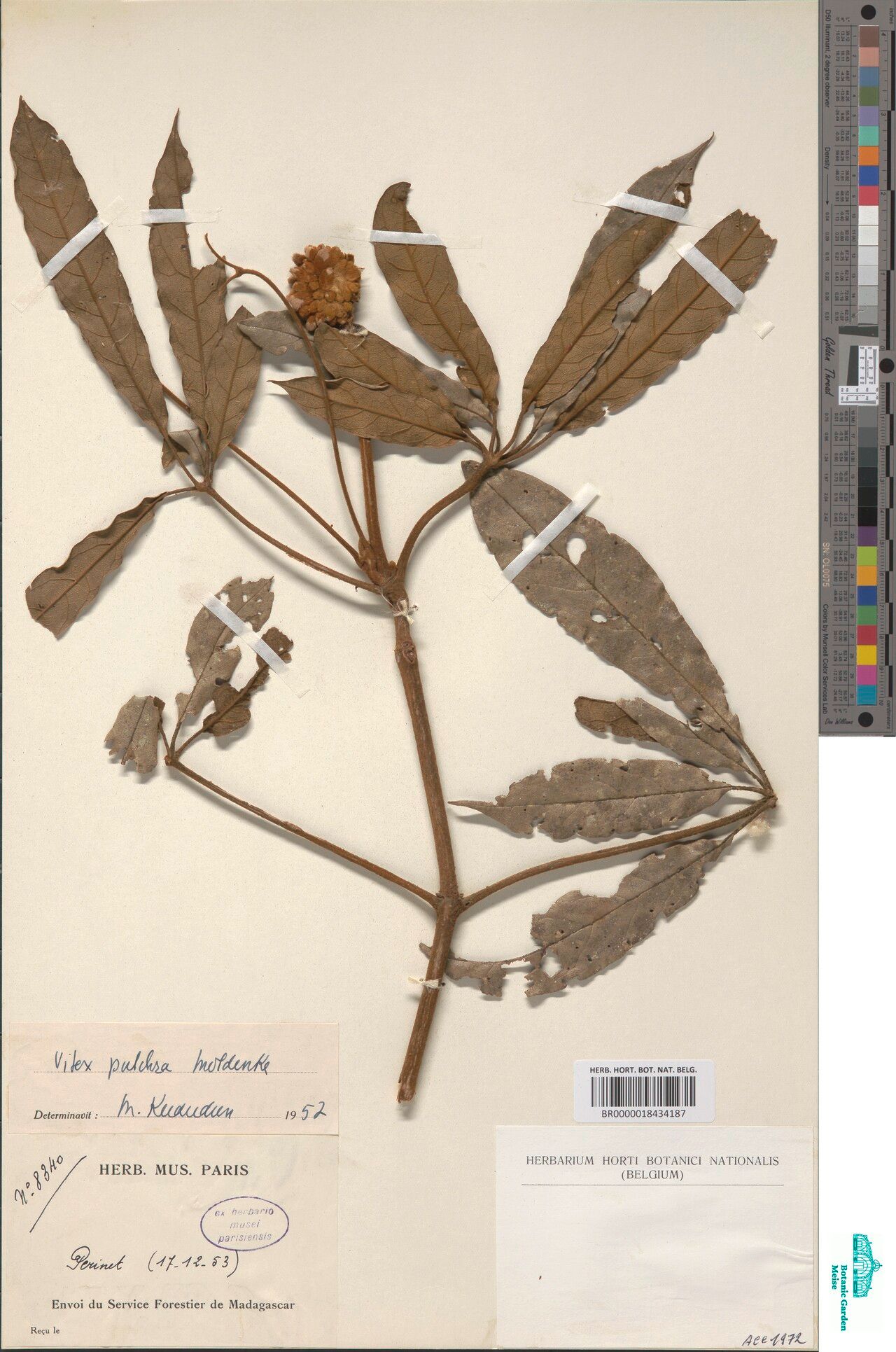 Vitex pulchra — houseplant care guide