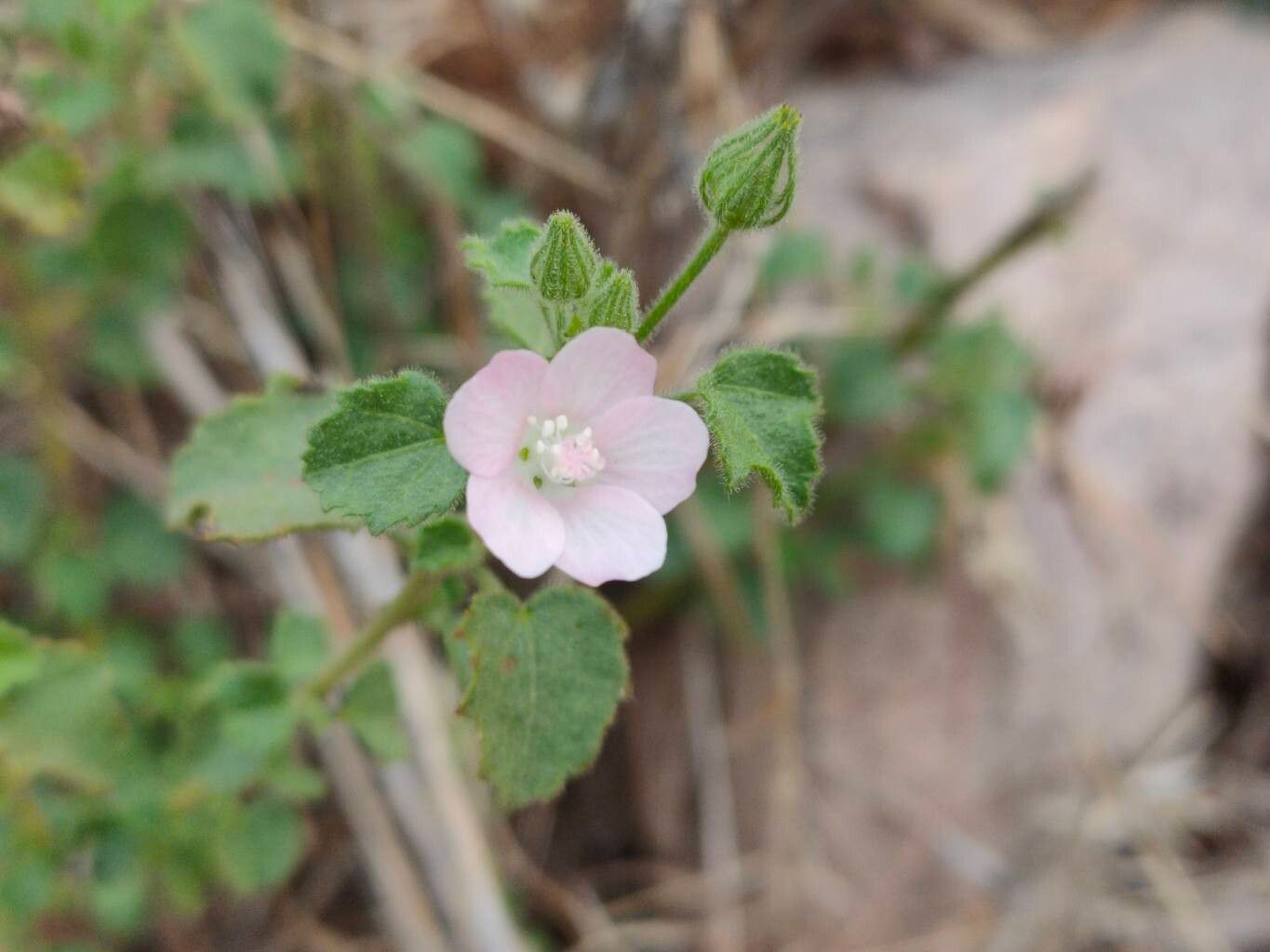 Pavonia zeylonica — houseplant care guide