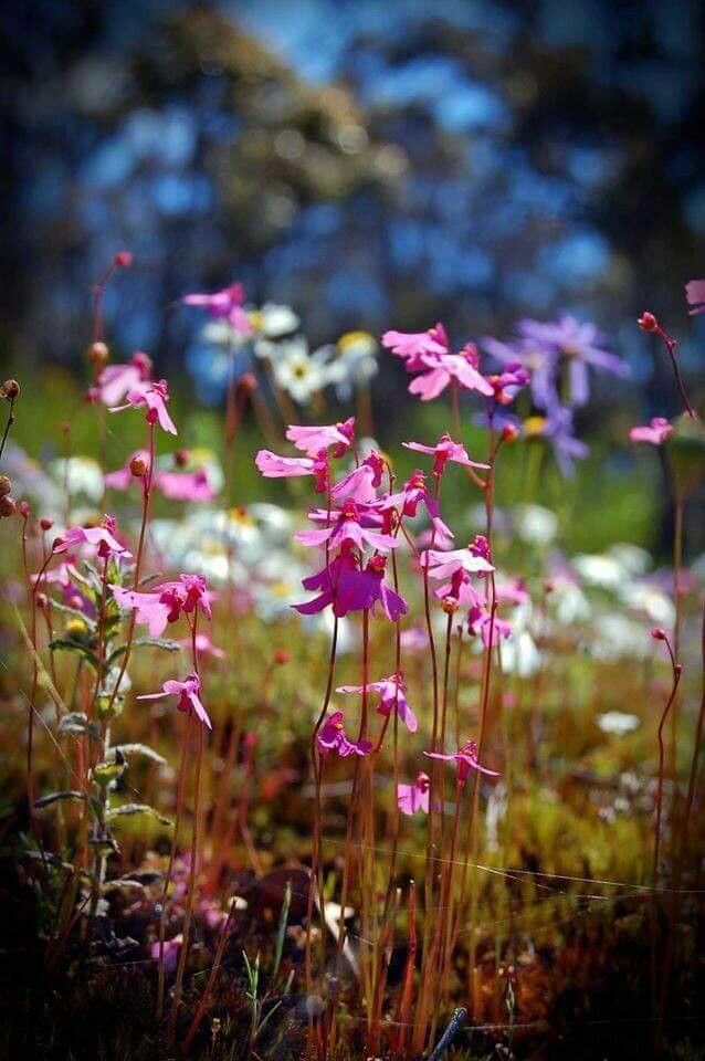 Utricularia multifida flower
