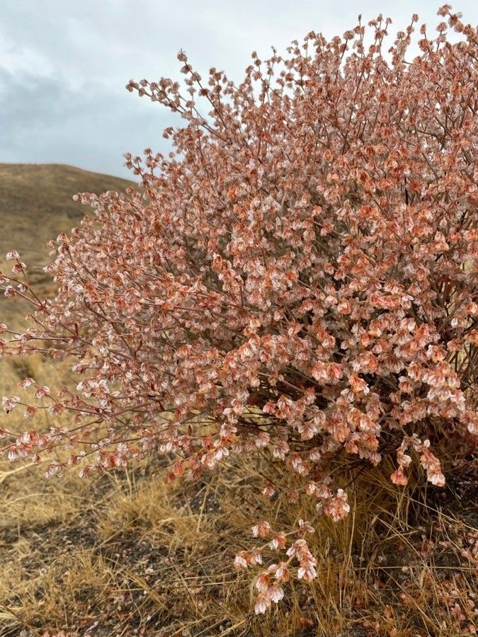 Eriogonum wrightii flower