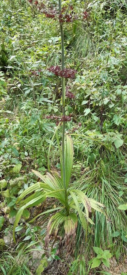 Veratrum nigrum leaf