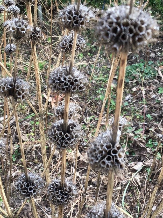 Phlomoides tuberosa fruit