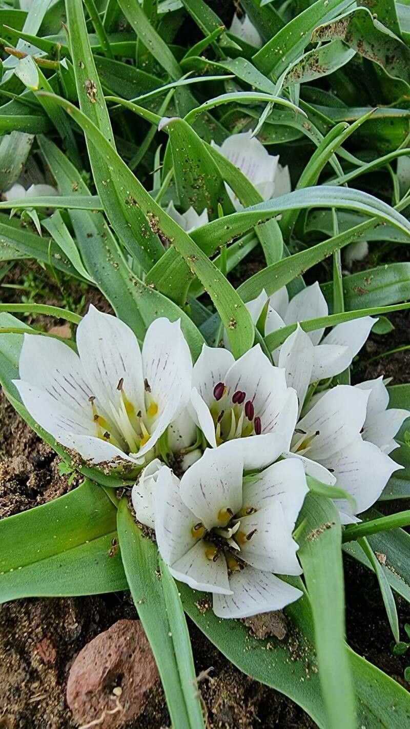 Colchicum rechingeri — houseplant care guide