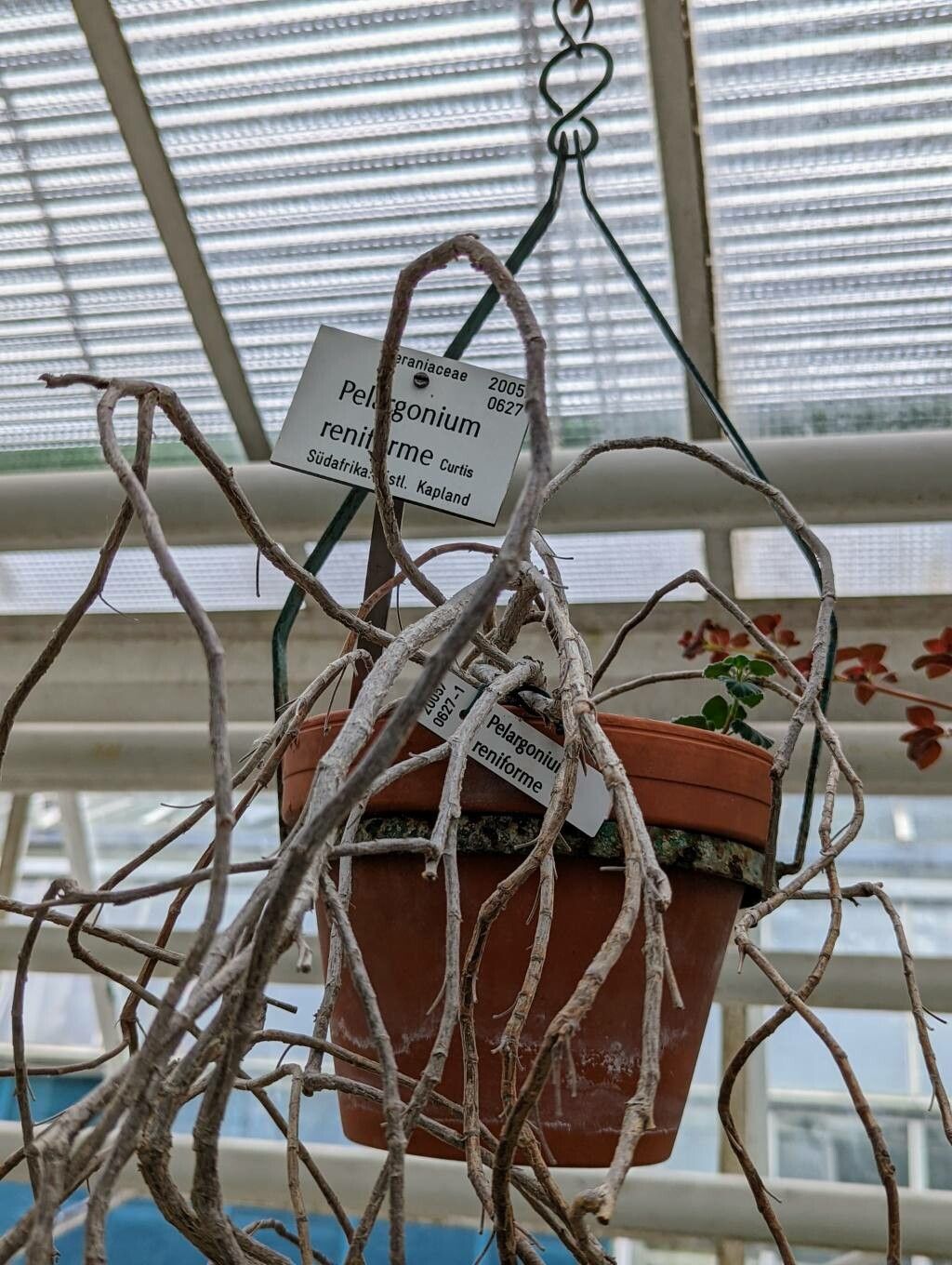 Pelargonium reniforme bark