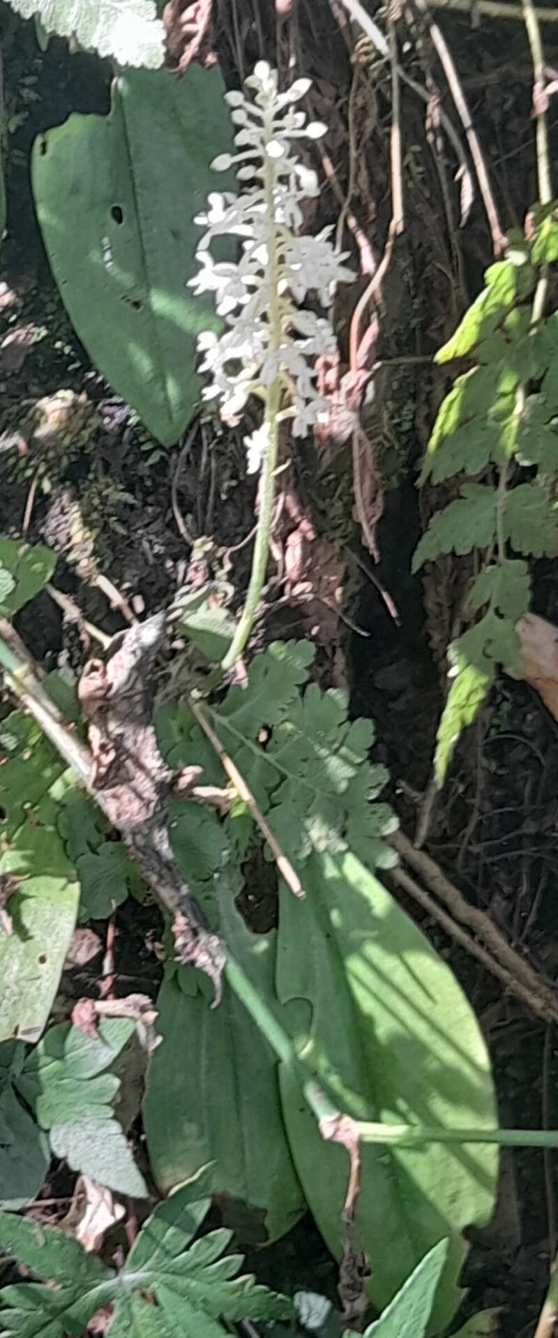 Cranichis castellanosii habit