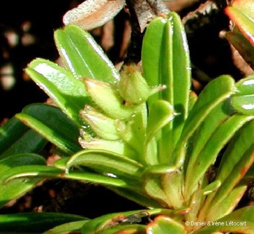 Hibbertia bouletii — related species from the same genus
