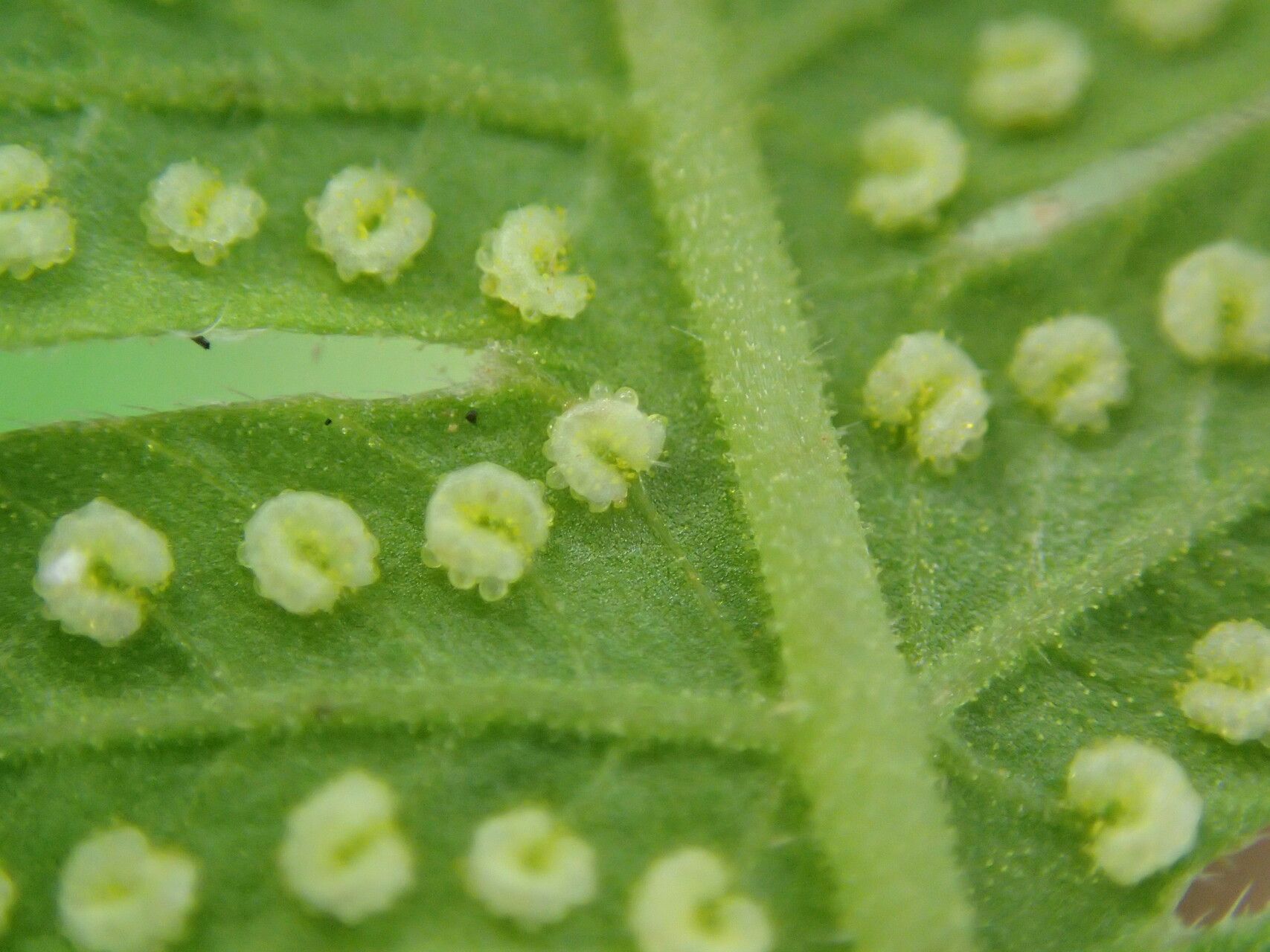 Thelypteris guineensis leaf