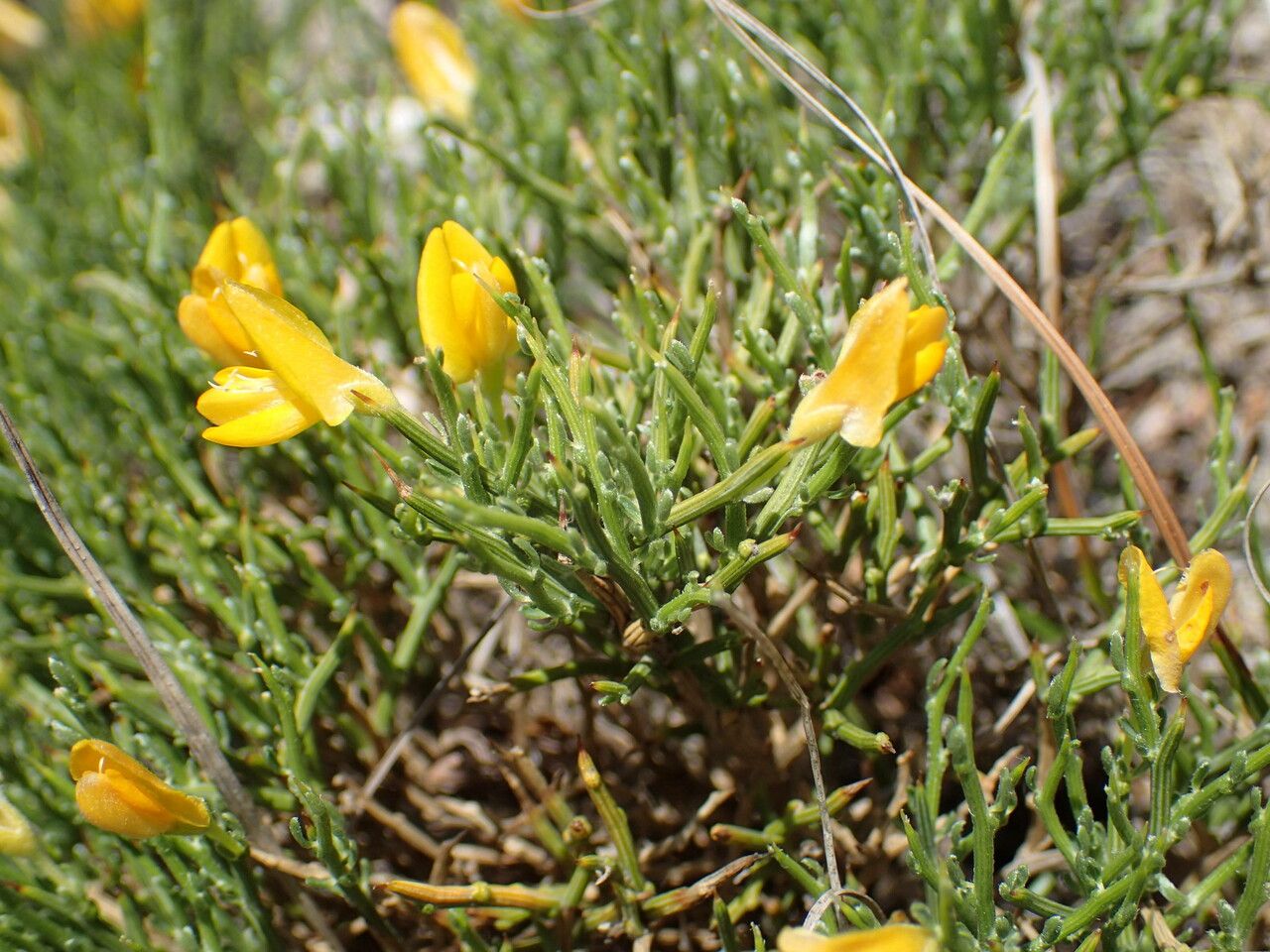 Genista lobelii flower