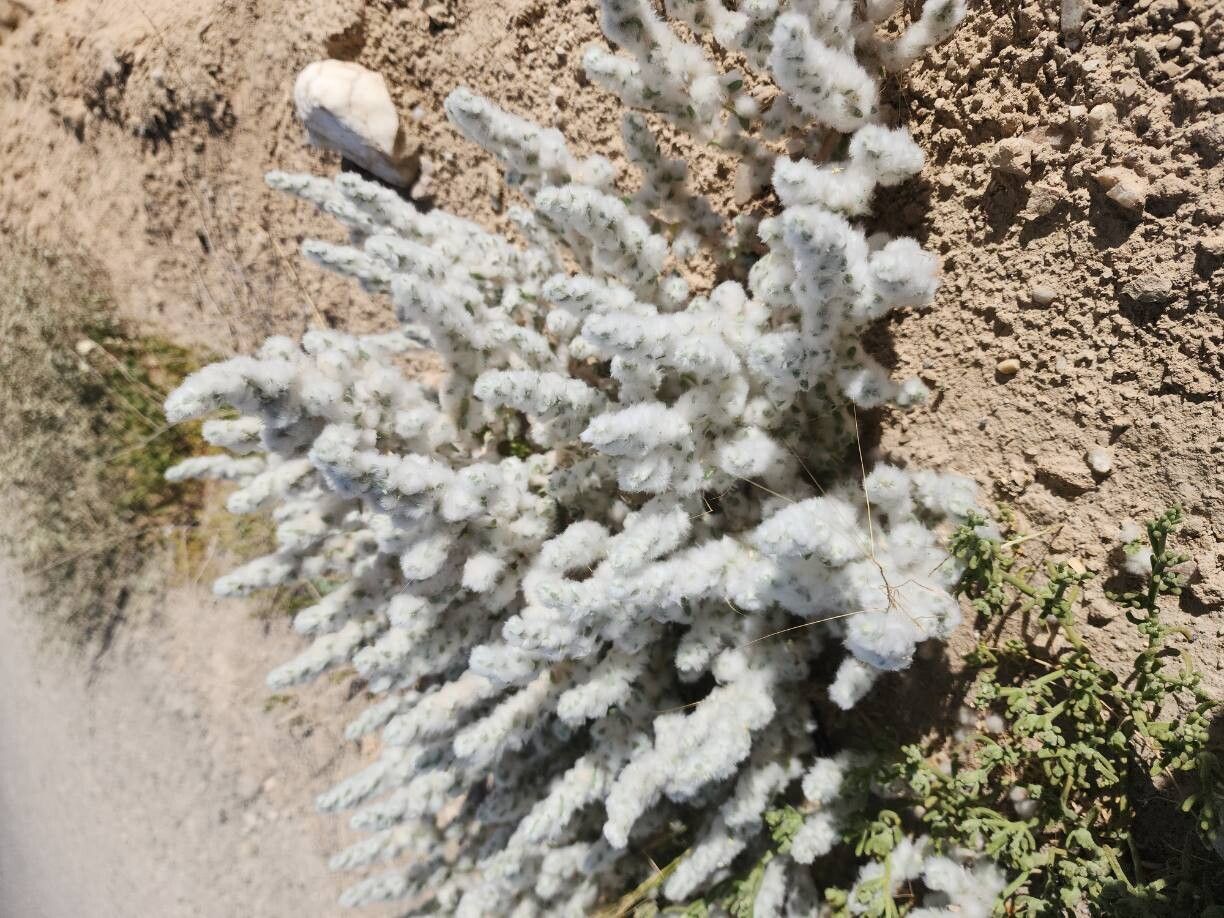 Bassia eriophora habit