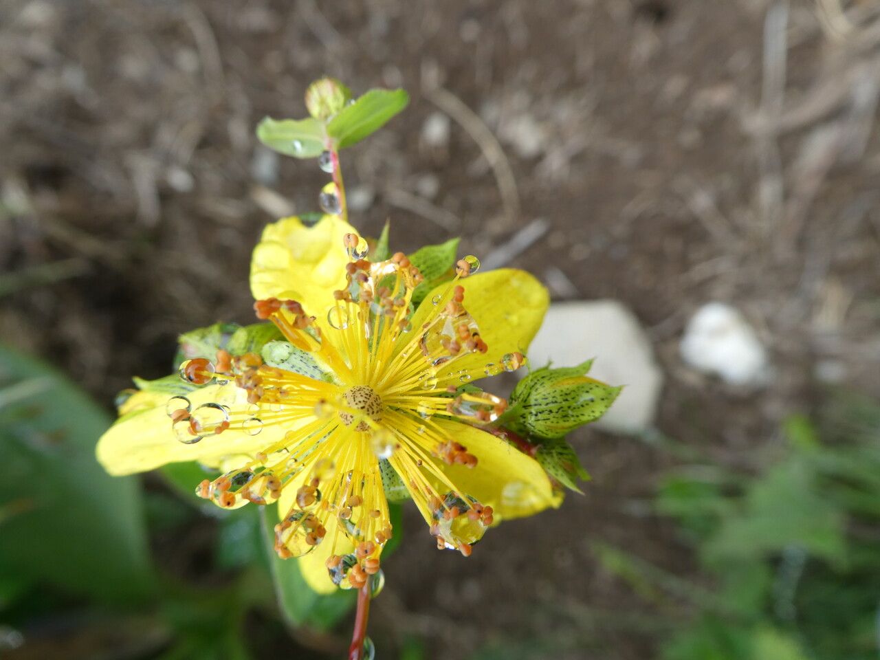 Hypericum richeri flower