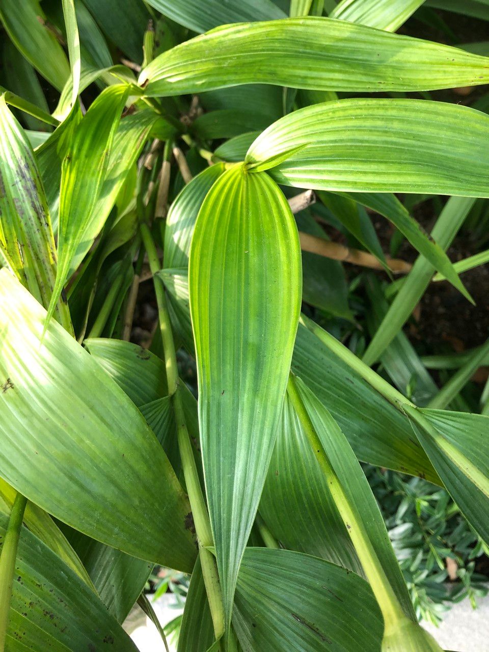 Sobralia macrantha cv. 'Alba' — houseplant care guide