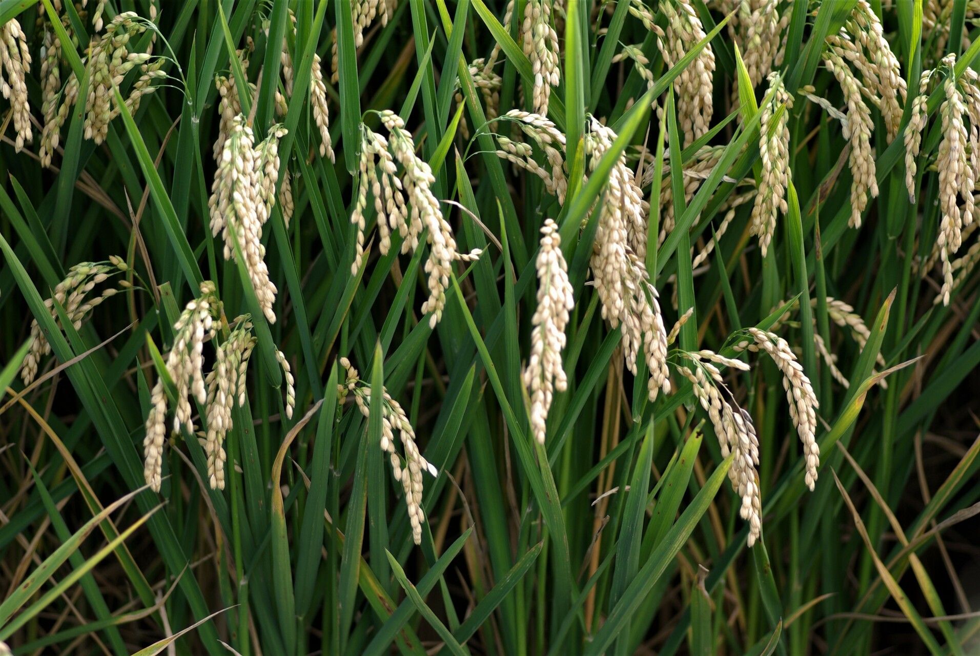Oryza sativa fruit
