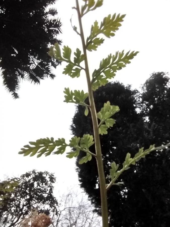 Corydalis cheilanthifolia — houseplant care guide