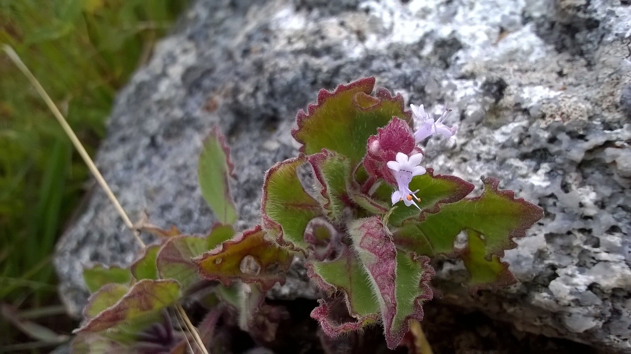 Aeollanthus buchnerianus — related species from the same genus