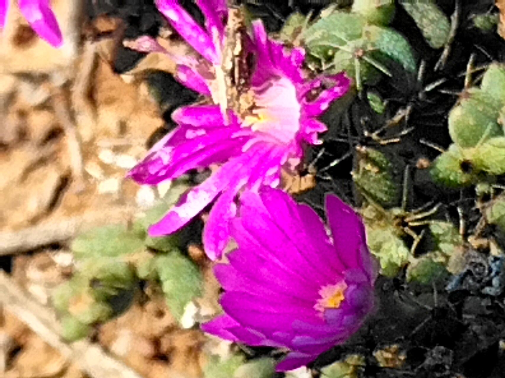 Trichodiadema intonsum flower