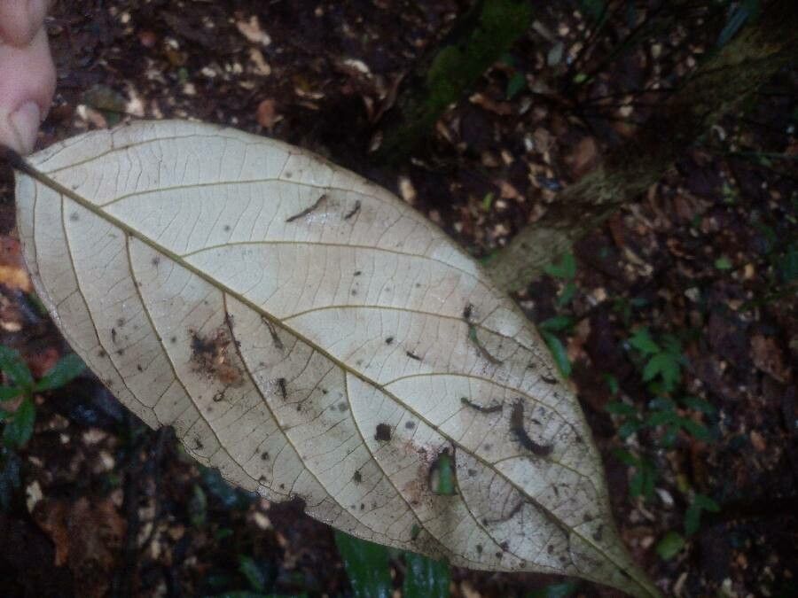 Licania robusta leaf