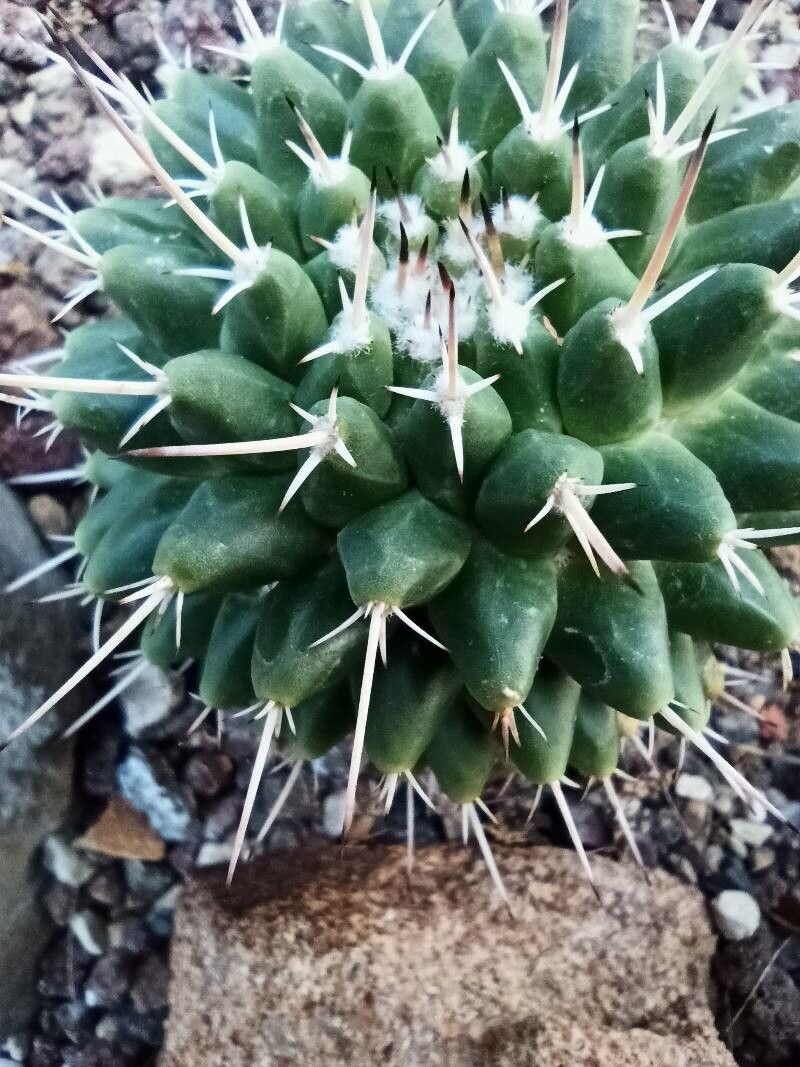 Mammillaria roseoalba — houseplant care guide