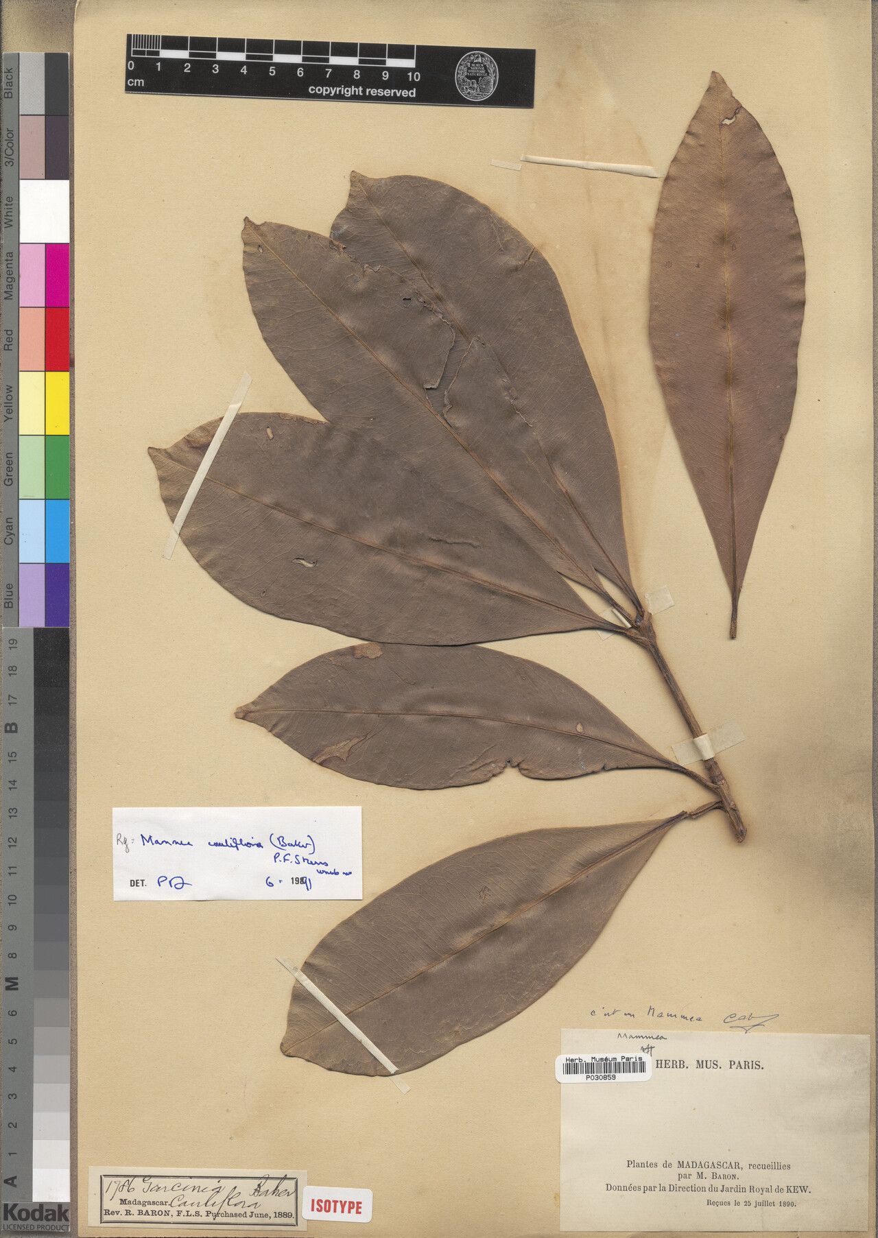 Mammea cauliflora — related species from the same genus