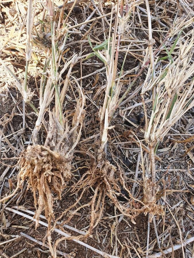 Cynodon nlemfuensis leaf