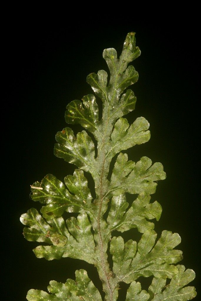 Hymenophyllum javanicum leaf