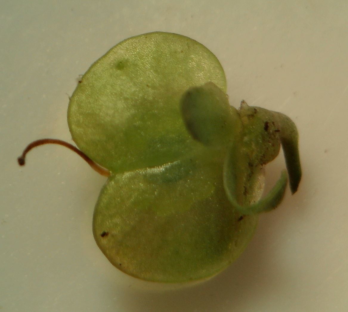 Veronica scutellata fruit
