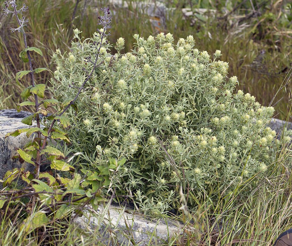 Castilleja grisea habit