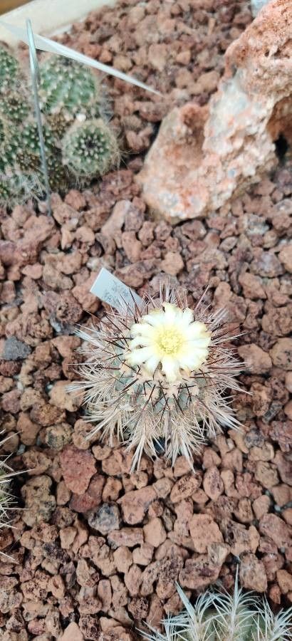 Copiapoa marginata flower