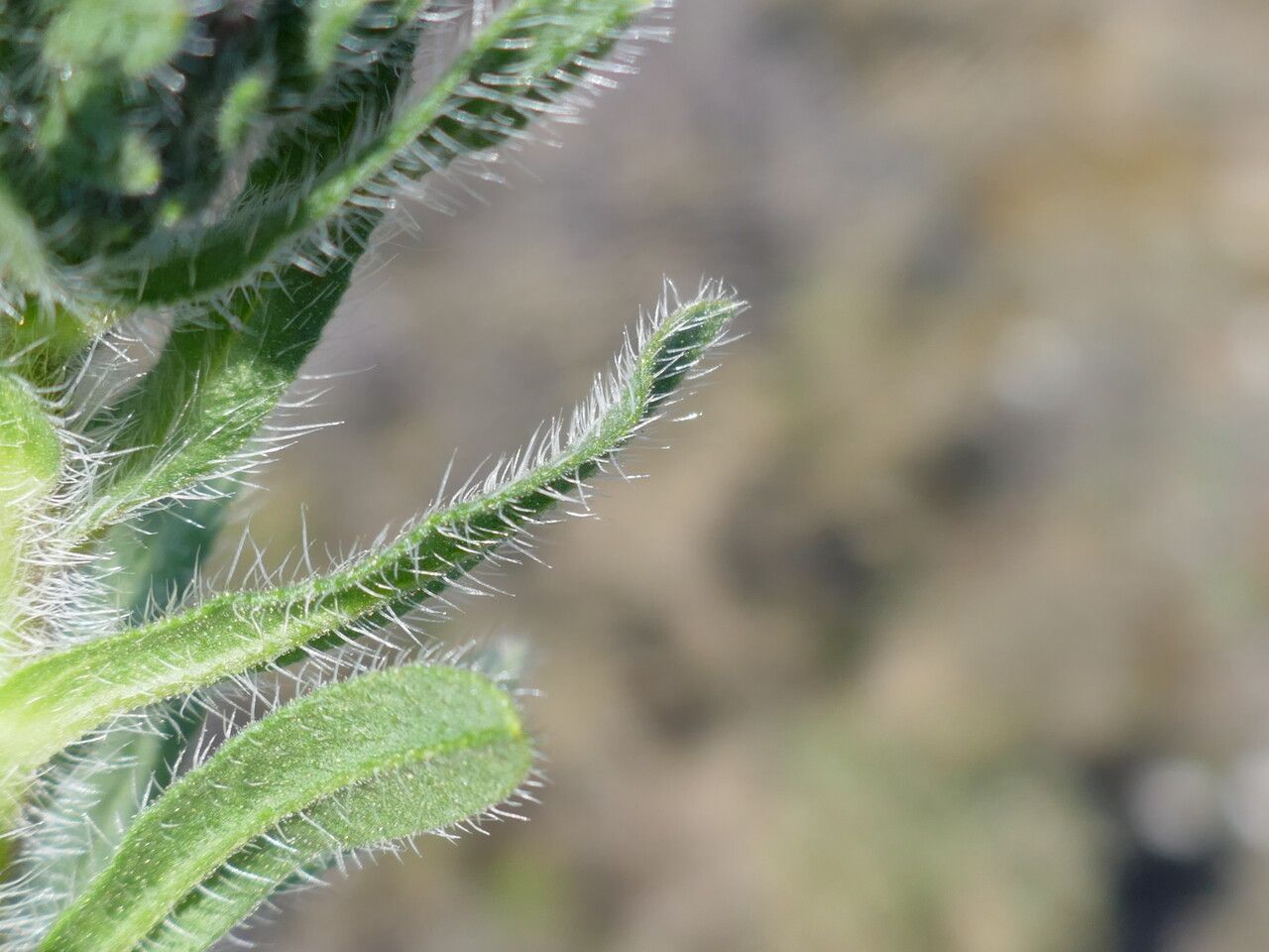 Alkanna matthioli — related species from the same genus