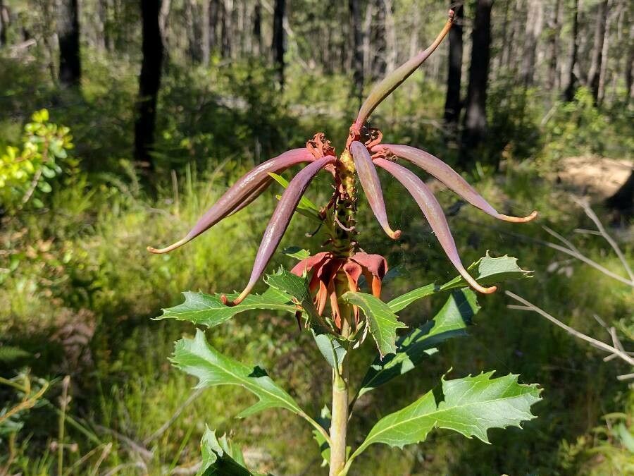 Telopea speciosissima fruit